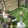 BeaksClaws
