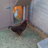 TUCTOWNCHICKENS