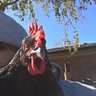 kstacey63
