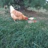 Rescue Chick