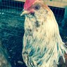 PeckingPrepper