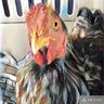 NeChickenmom