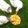 eggyhead