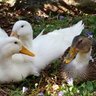 Luckyduck3