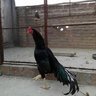 zaibbkhr