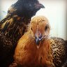 AnimalHaus