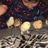 featheredegg