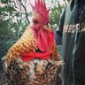FarmerJ8909