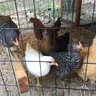 Chickmomma0324