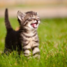 MyLovelyAnimals