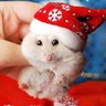 HamsterGirl