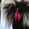 featherhead007