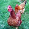 Hen o die Hane