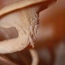 FungiFeathers