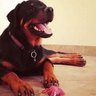 Amyisadog