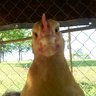chickenfarmer78