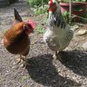 chixrkits