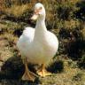 Duckieduck