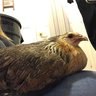 AnimalChick329