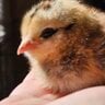 chickcraze