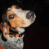 blue tick