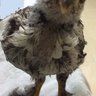 gallus99
