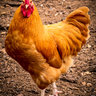 ChickenGuy512