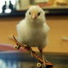 poussinsflous