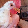 ChickenMomOh2