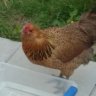 chicklepoo