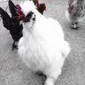 Elvis-Silkie