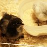 chickeese