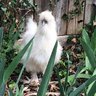 chickoombes