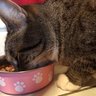 104cats