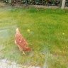 ChickenMcNugget