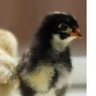 Chicky73