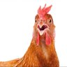 CrazyChiicken