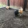 PrestonsSisters