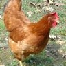 ChloChlochicki