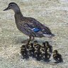 duckenmama6
