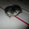 Ducksforlife1