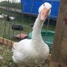 ClucksQuacksHonks
