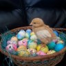 Bridget love chickens