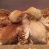 MopTop Silkies