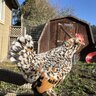 RoostersAreAwesome