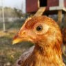 CrazyChickenRanch