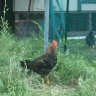 Chickydooda