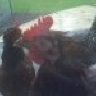 12HappyHens