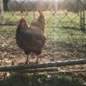 BlkSheepFarm