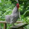 Caesar The Rooster